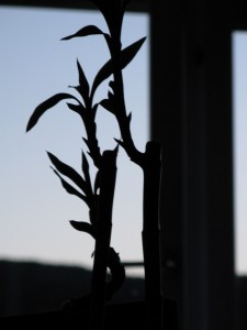 Silhouette