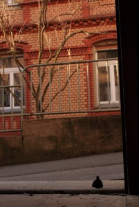IMG_4785 IMG_4785